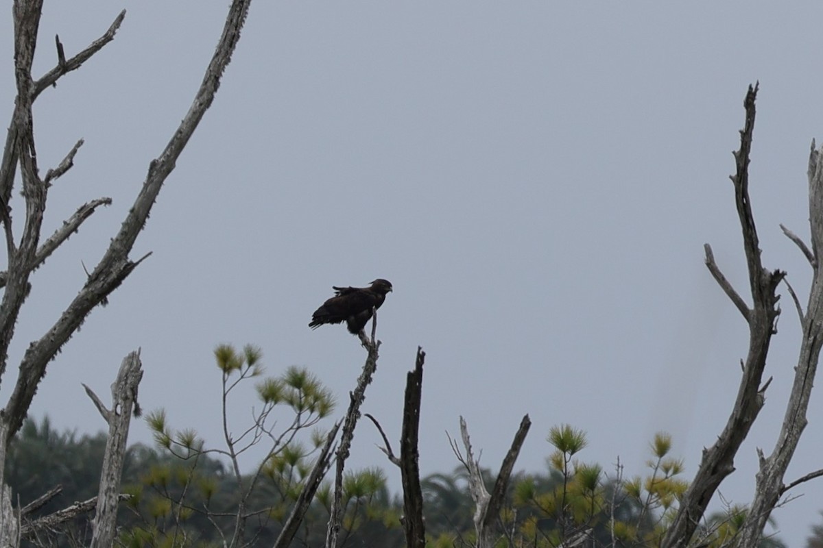 Long-crested Eagle - ML645939360