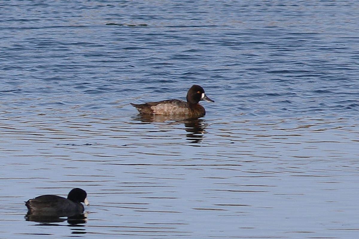 小斑背潛鴨 - ML645939361