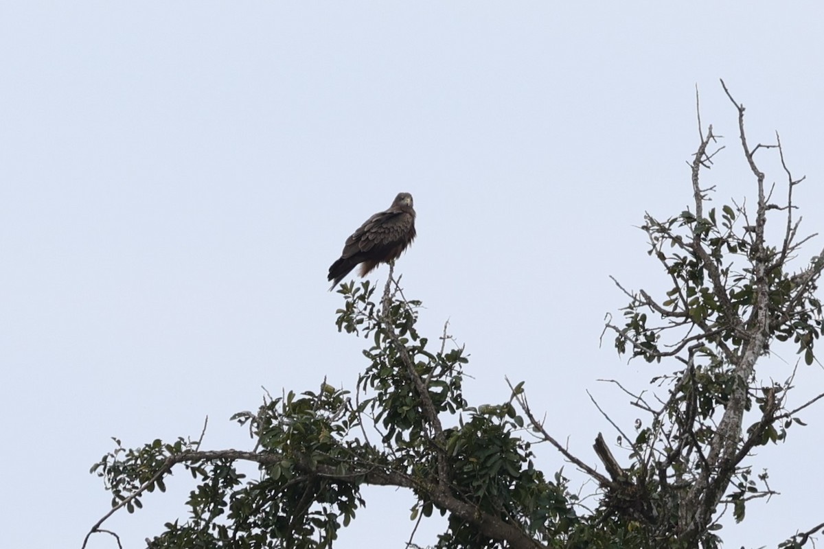 黑鳶 - ML645939362