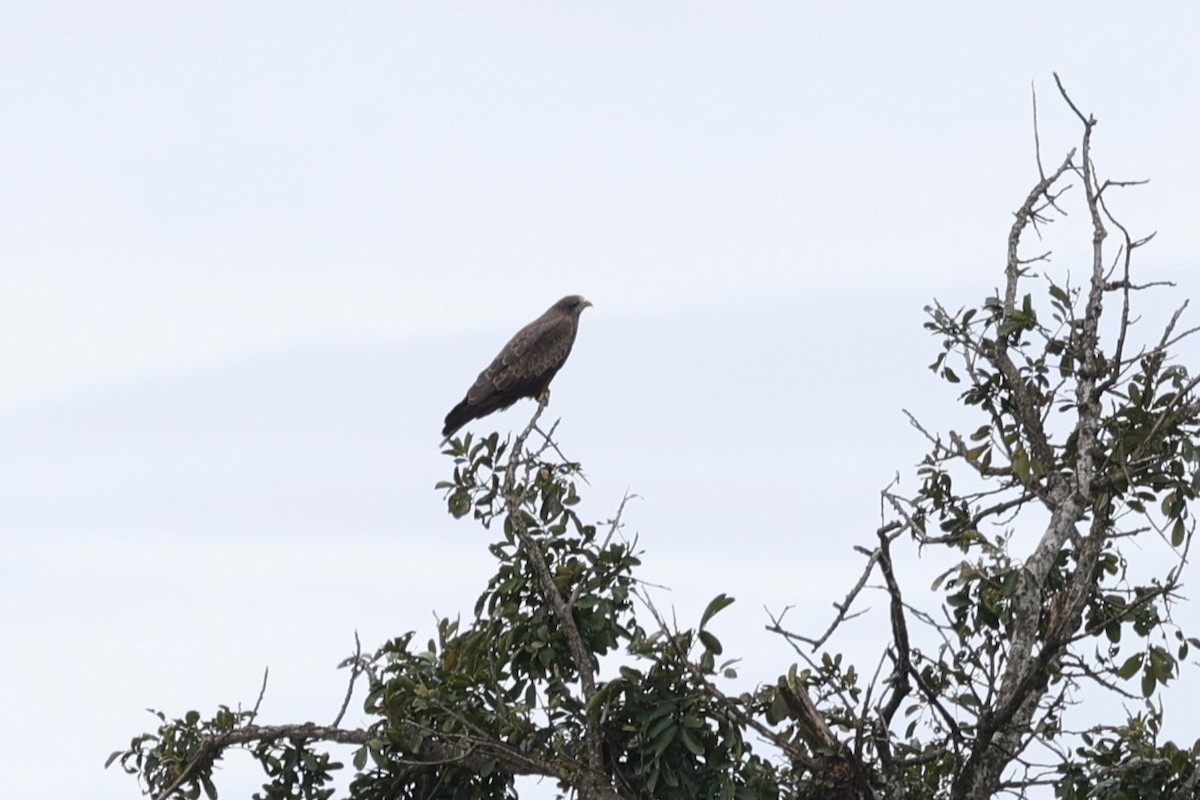 黑鳶 - ML645939363