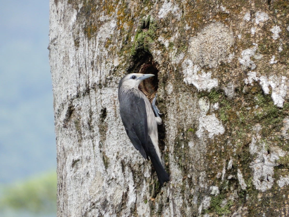 White-faced Starling - ML645939364