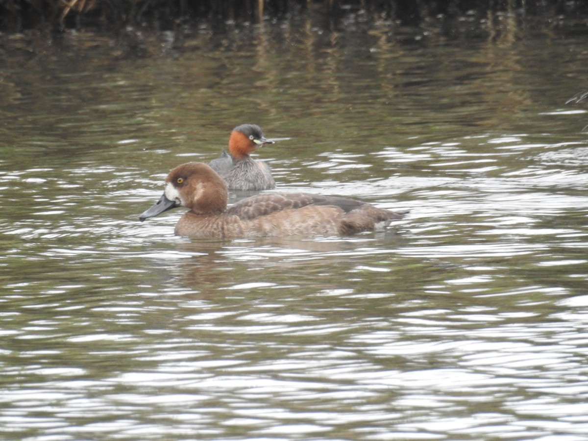 斑背潛鴨 - ML645939366