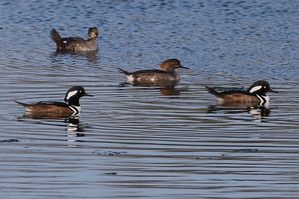 Hooded Merganser - ML645939367