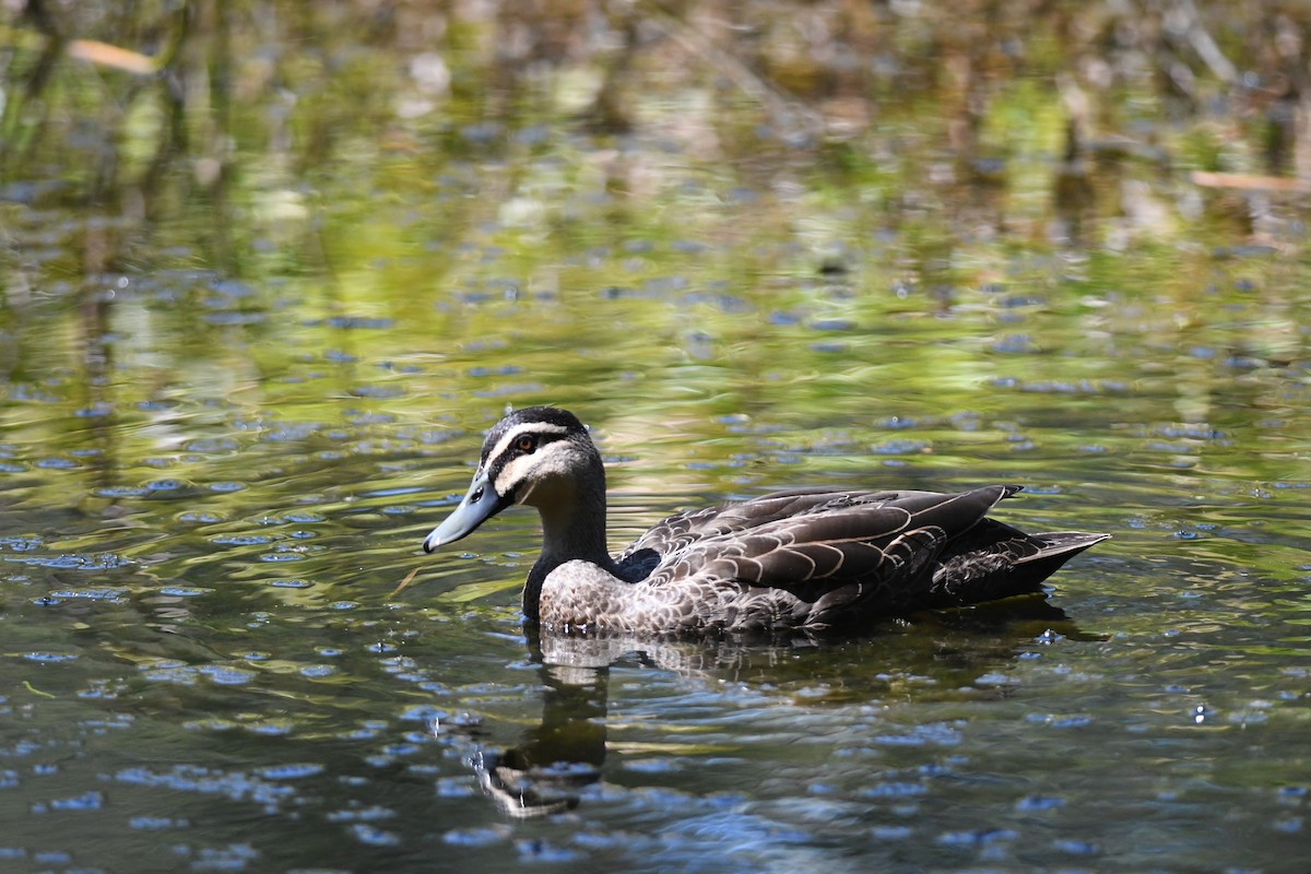 Pacific Black Duck - ML645939368