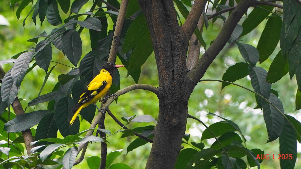Black-hooded Oriole - ML645939369