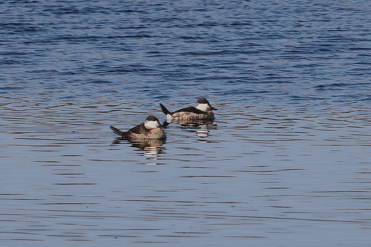 Ruddy Duck - ML645939370