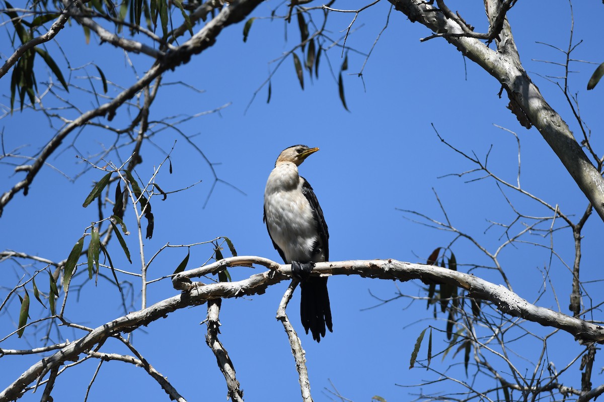 Little Pied Cormorant - ML645939371