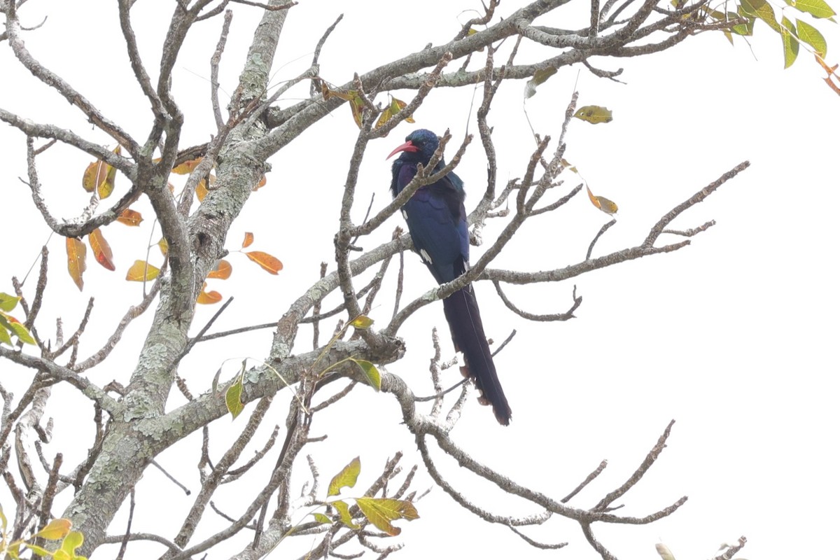 Green Woodhoopoe - ML645939374