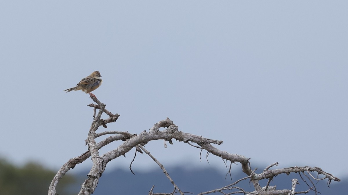 棕扇尾鶯 - ML645939376