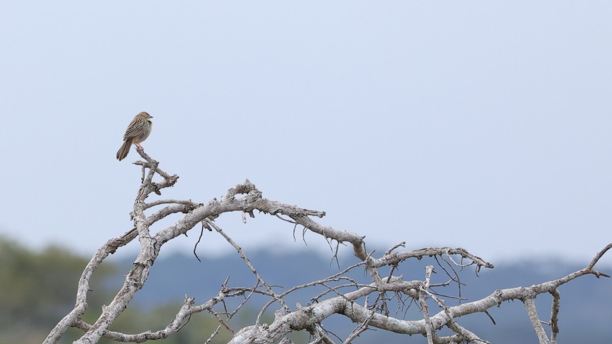 棕扇尾鶯 - ML645939379