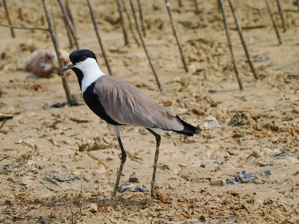 Spur-winged Lapwing - ML645939381