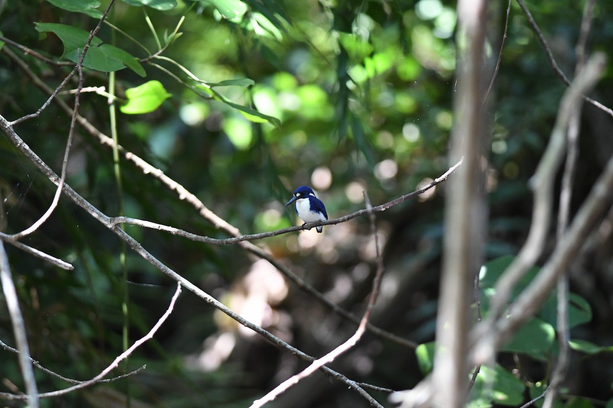 ヒメミツユビカワセミ - ML645939387