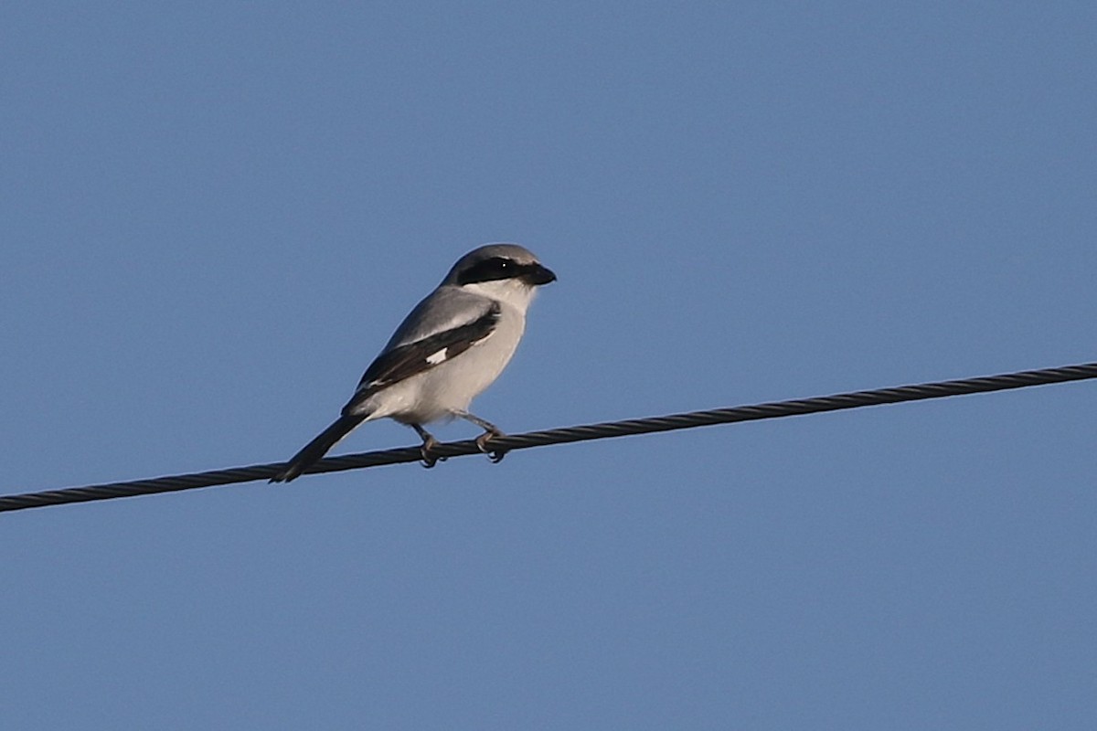Loggerhead Shrike - ML645939390