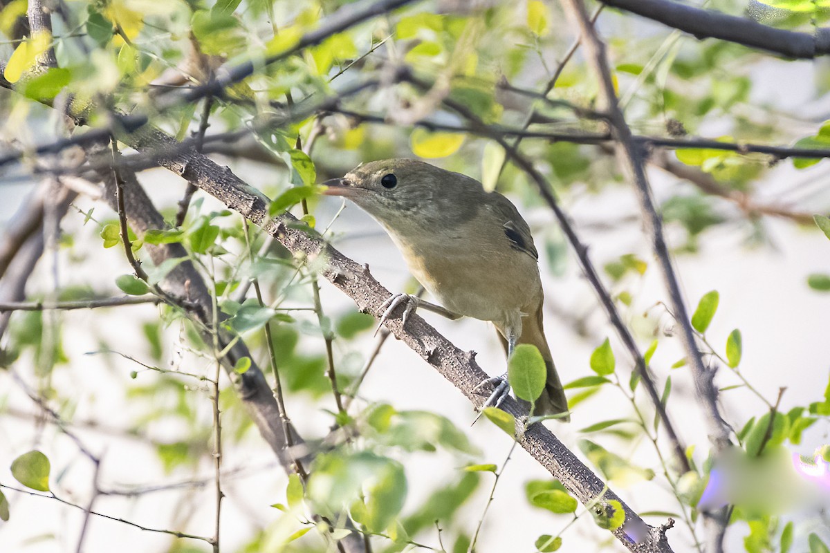 Очеретянка товстодзьоба - ML645939394