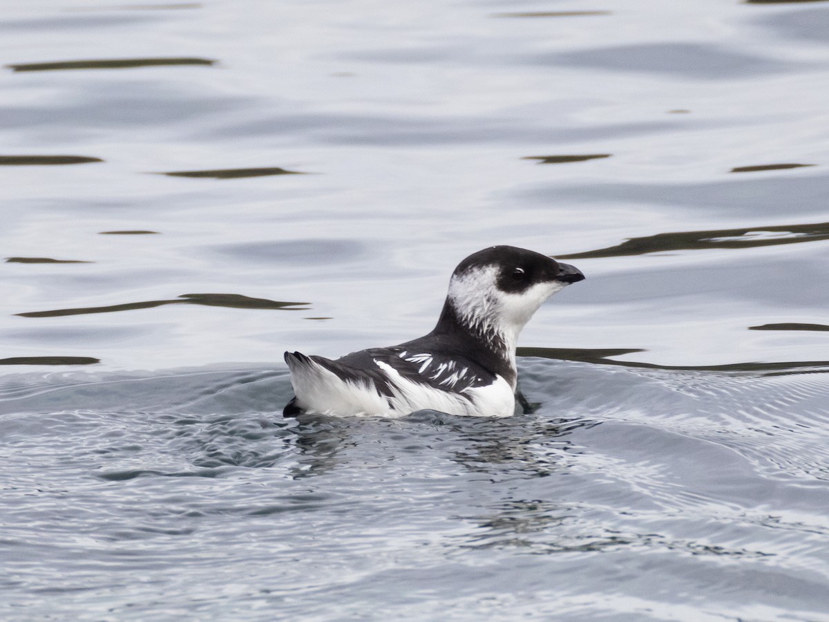 אלקה גמדית - ML645939401