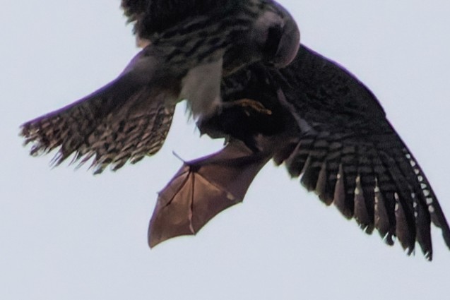 Short-nosed Fruit Bats - ML645939403