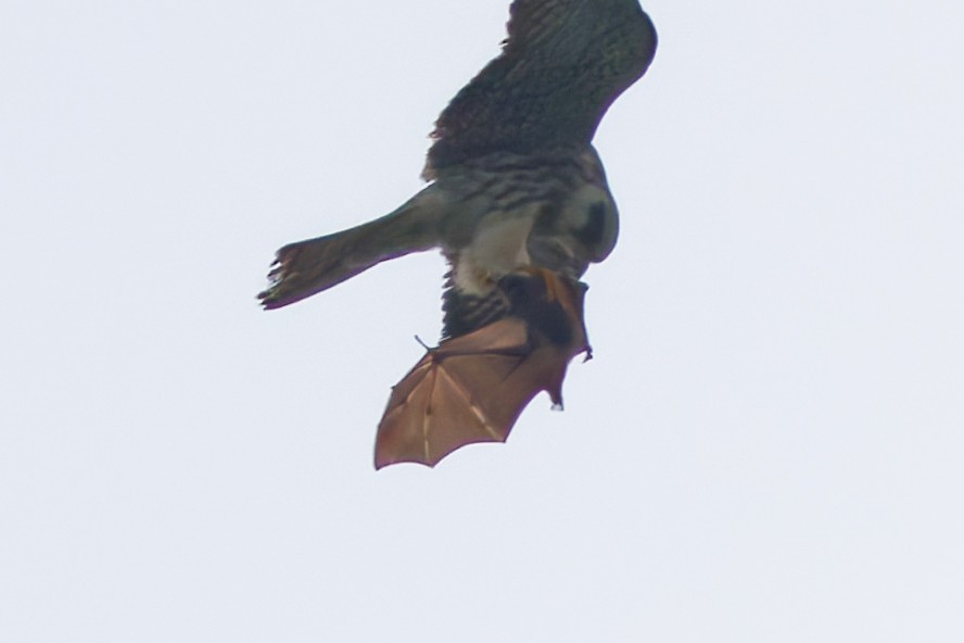 Short-nosed Fruit Bats - ML645939404