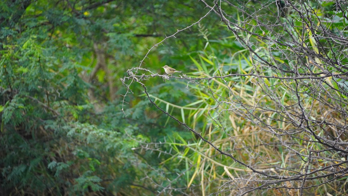 Booted/Sykes's Warbler - ML645939405