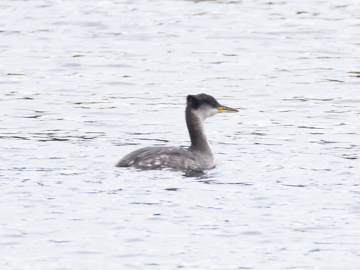 Red-necked Grebe - ML645939410