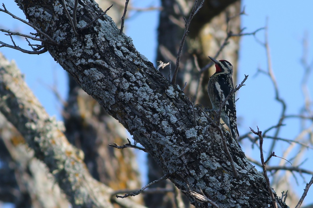 Yellow-bellied Sapsucker - ML645939412