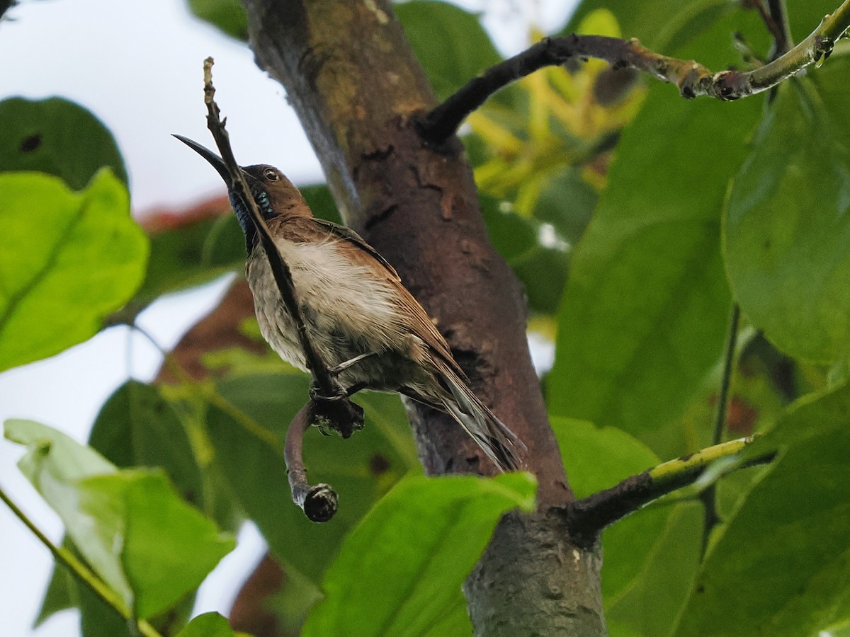 Blue-throated Brown Sunbird - ML645939419
