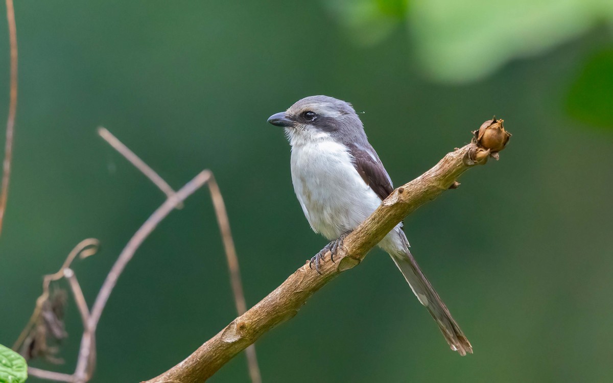 ハグロカタシロモズ - ML645939420