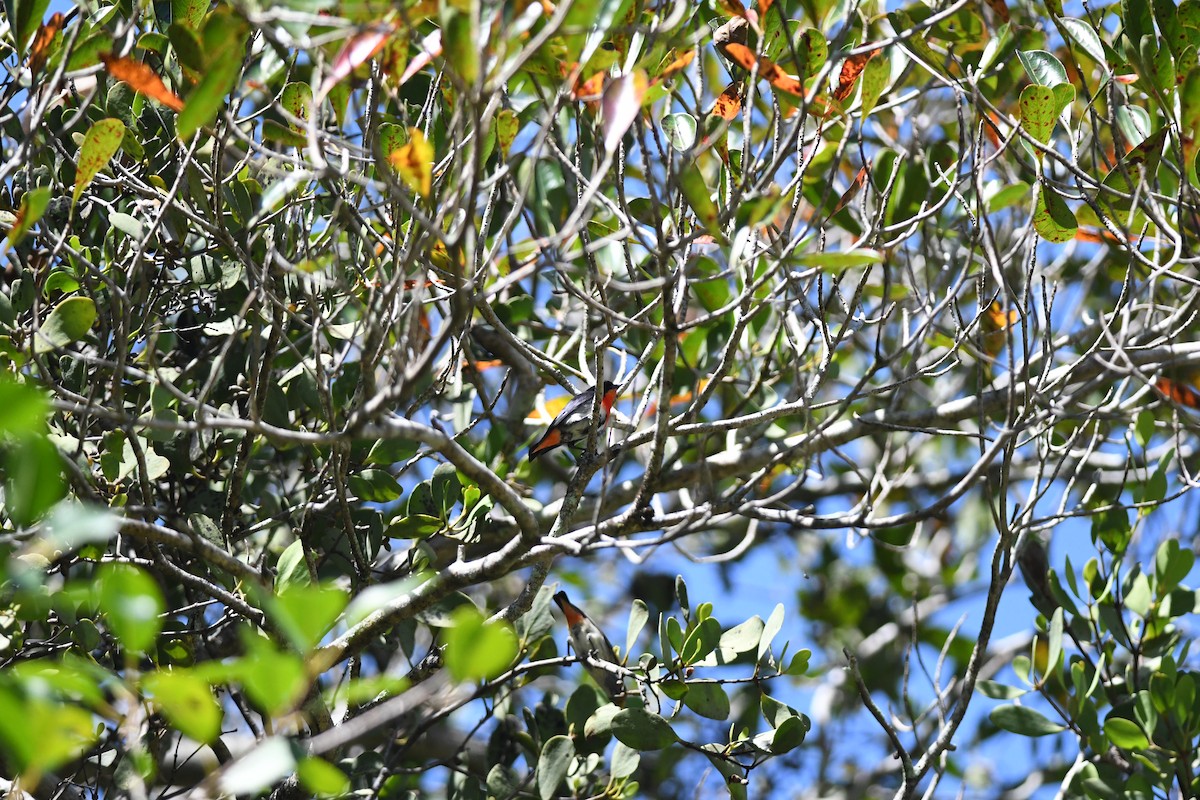 ヤドリギハナドリ - ML645939421