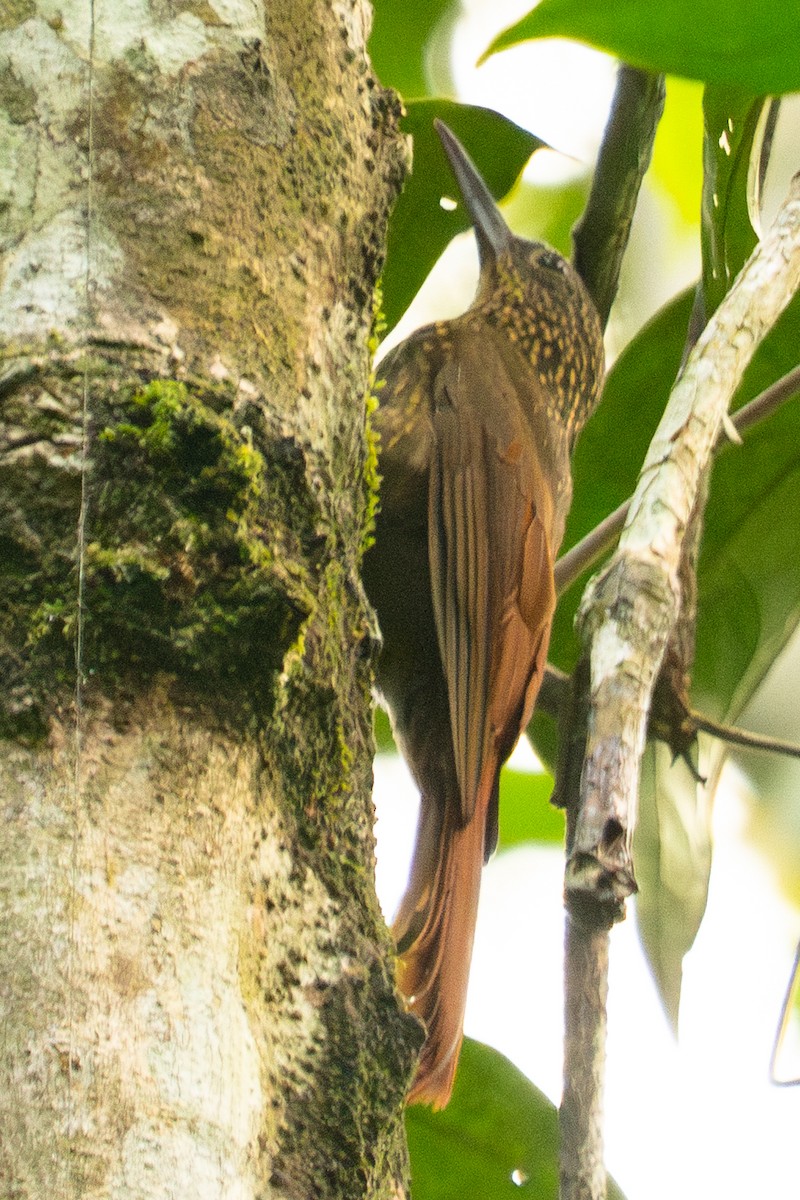 Chestnut-rumped Woodcreeper - ML645939423