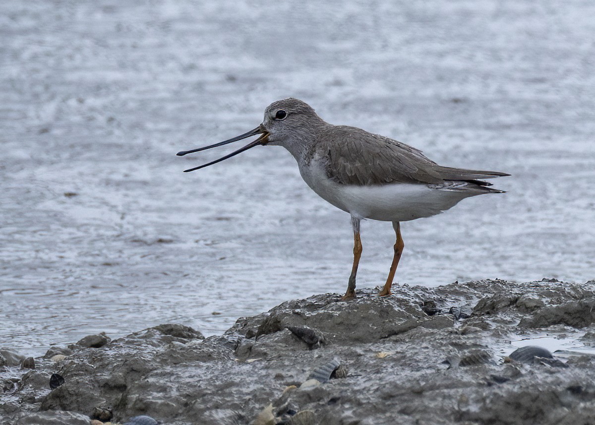 ביצנית אפורה - ML645939428