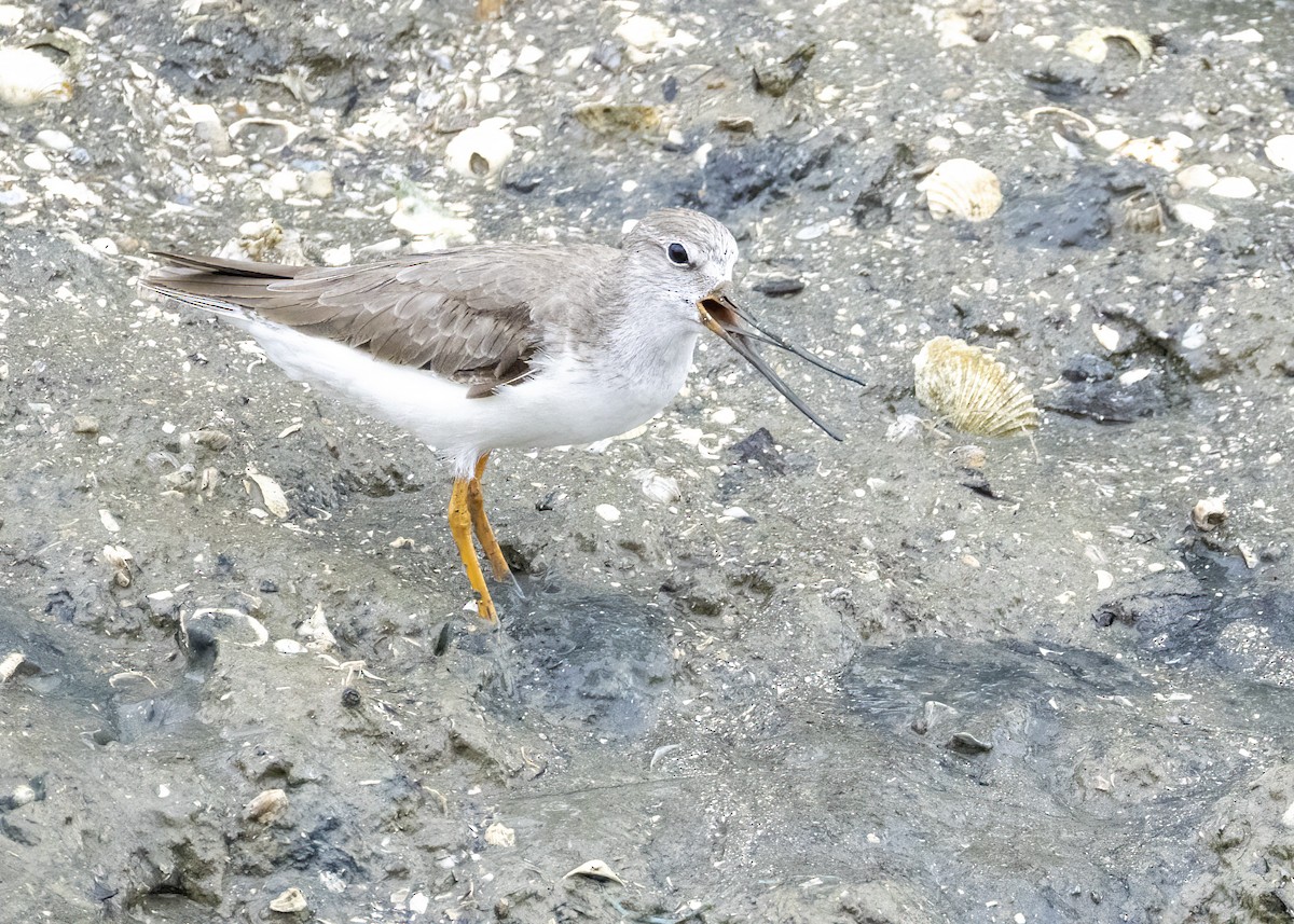ביצנית אפורה - ML645939429