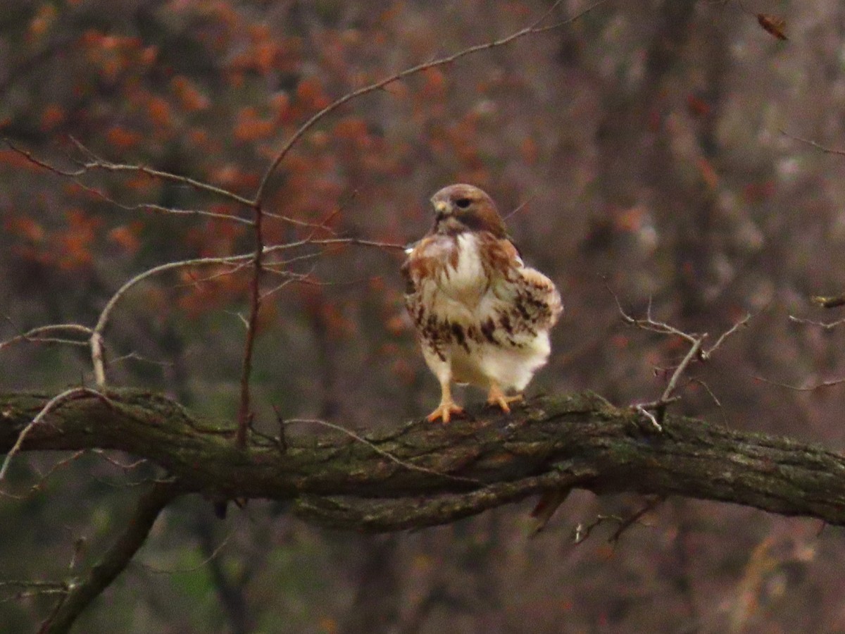 Red-tailed Hawk - ML645939432