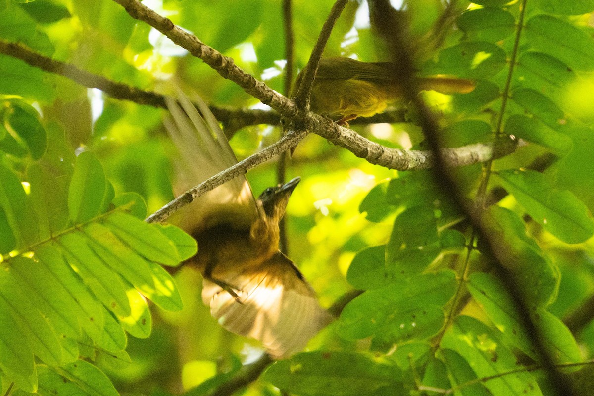 Fulvous Shrike-Tanager - ML645939442