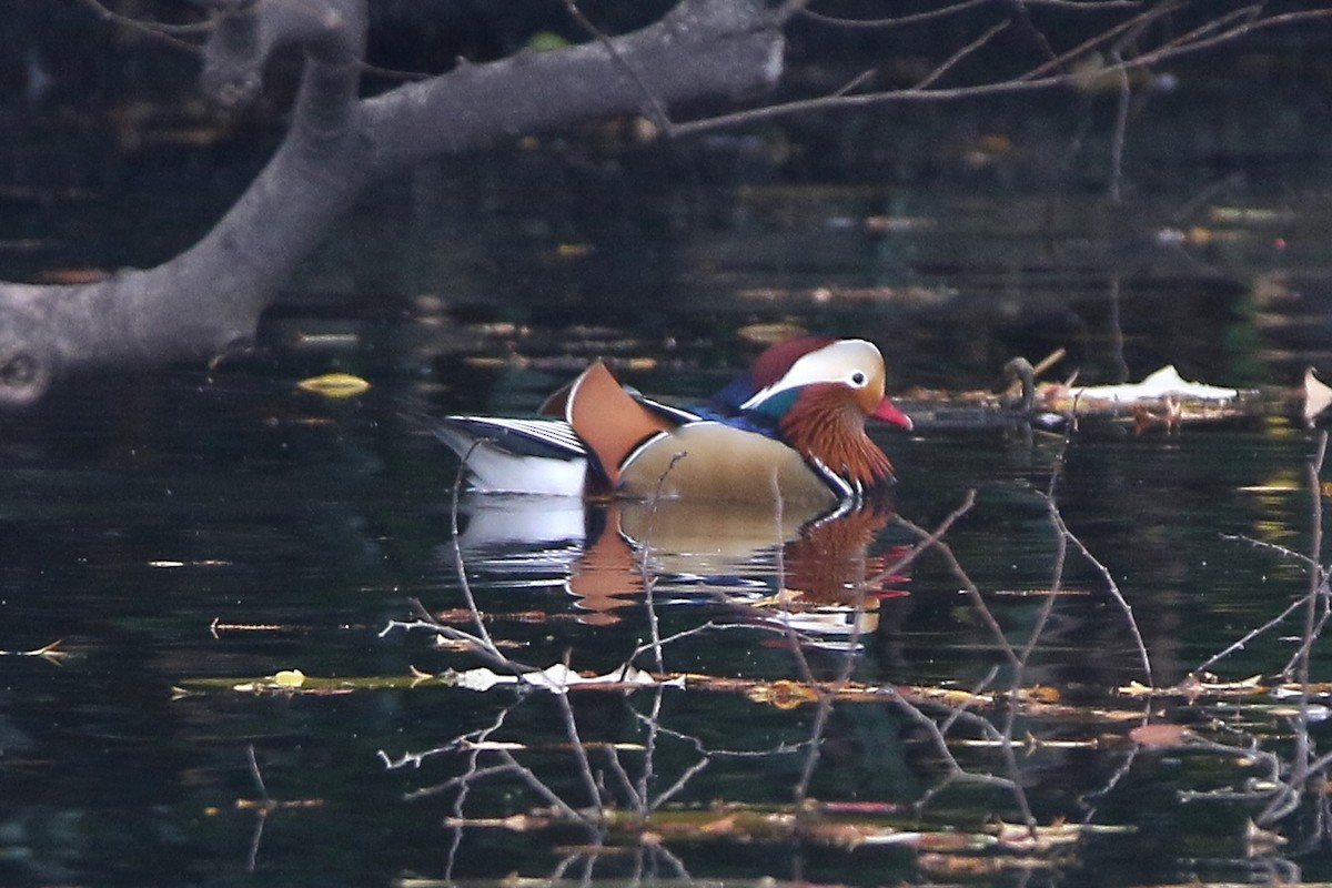 Mandarin Duck - ML645939446