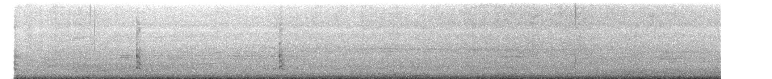 Kopetazuri arrunta - ML645939458