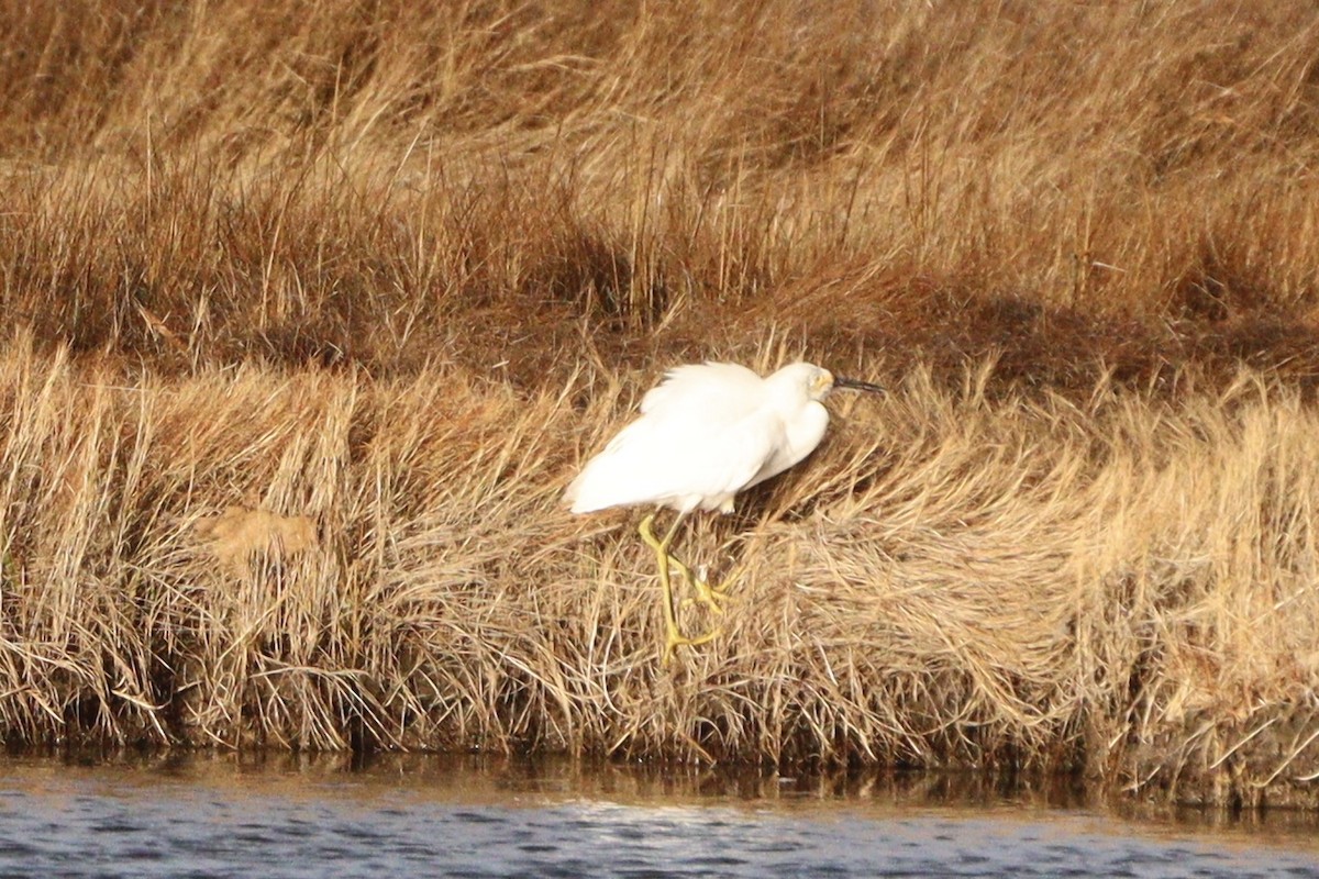 Snowy Egret - ML645939479