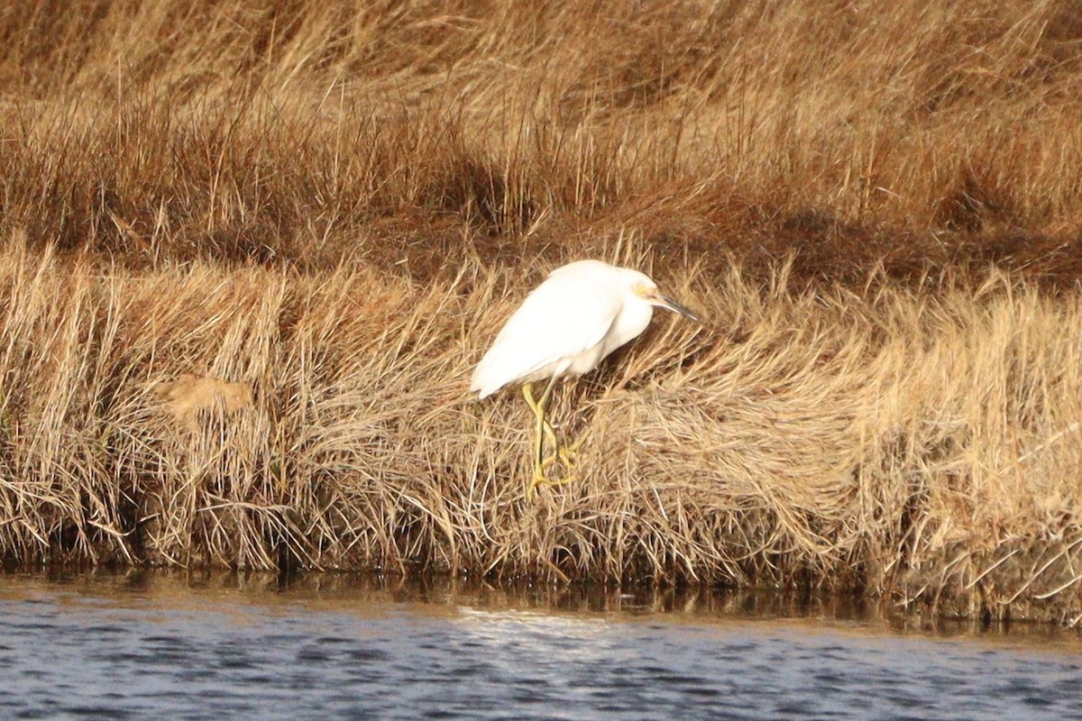 Snowy Egret - ML645939480