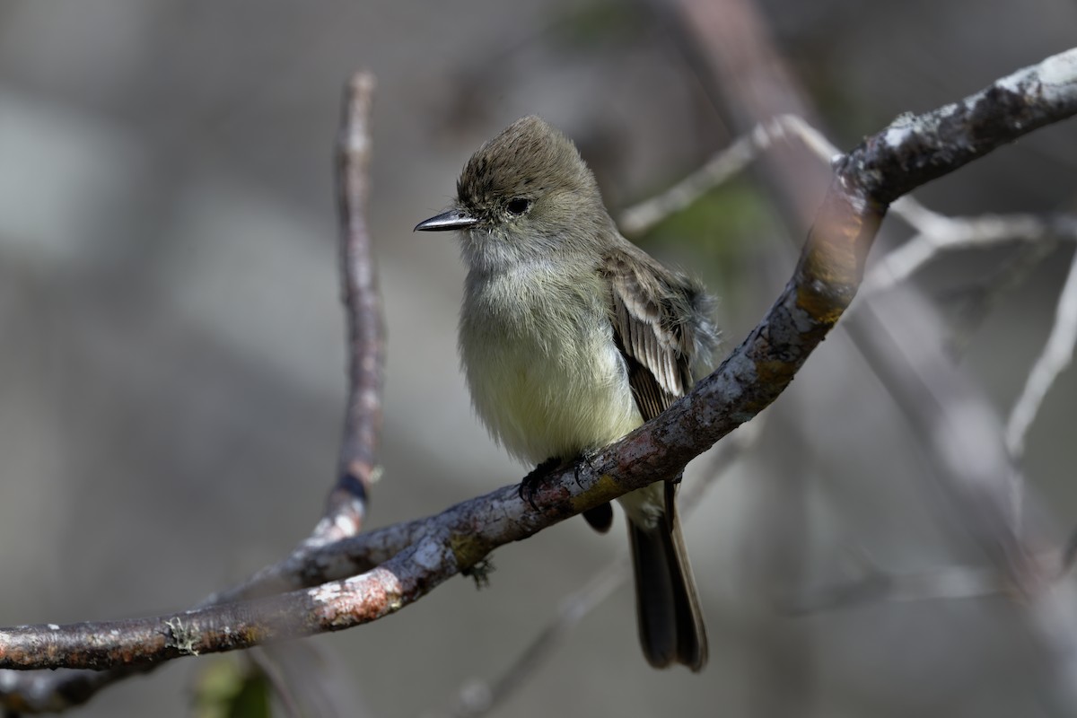 Галапагосский миарх - ML645939482