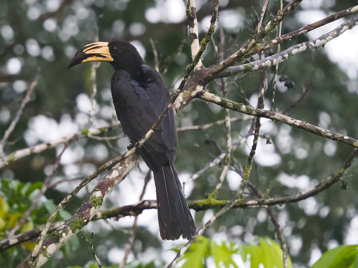 West African Pied Hornbill - ML645939483