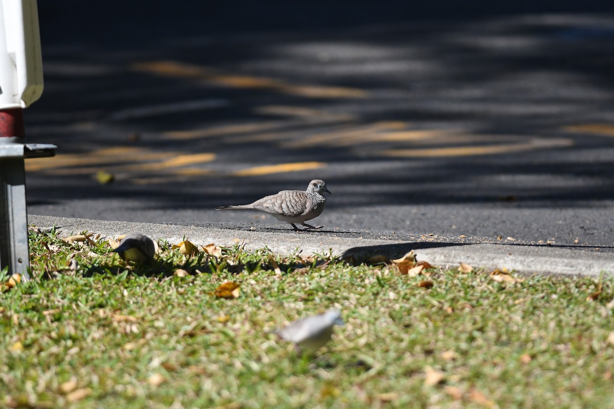 Peaceful Dove - ML645939489