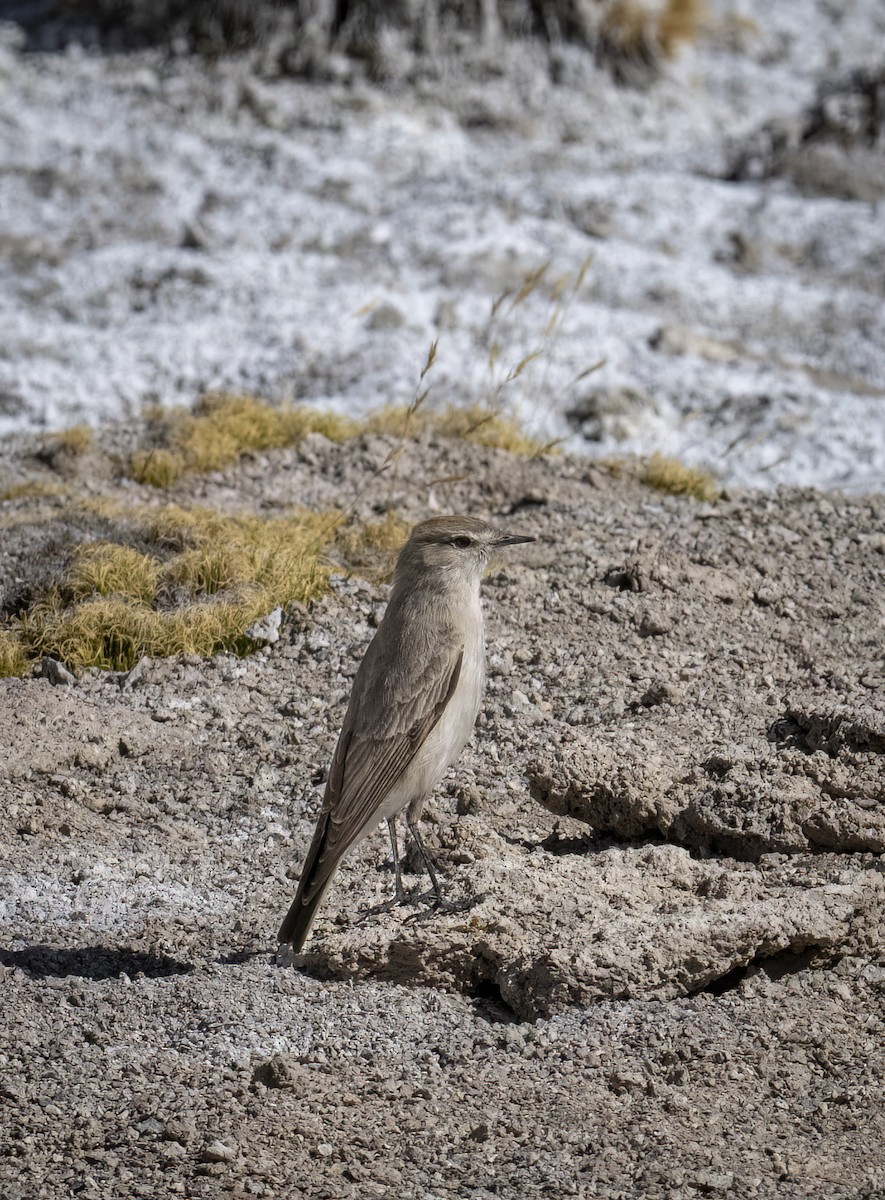 Puna Ground-Tyrant - ML645939495