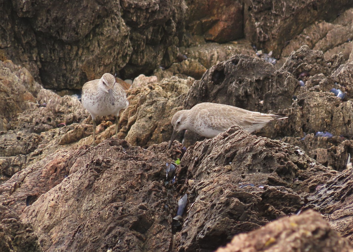 חופית להקנית - ML645939496