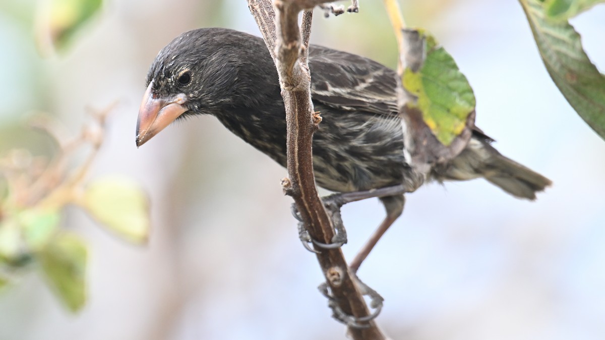 Genovesa Cactus-Finch - ML645939500