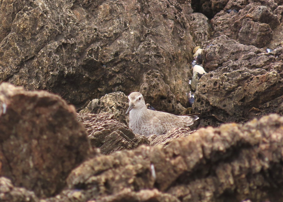 חופית להקנית - ML645939501