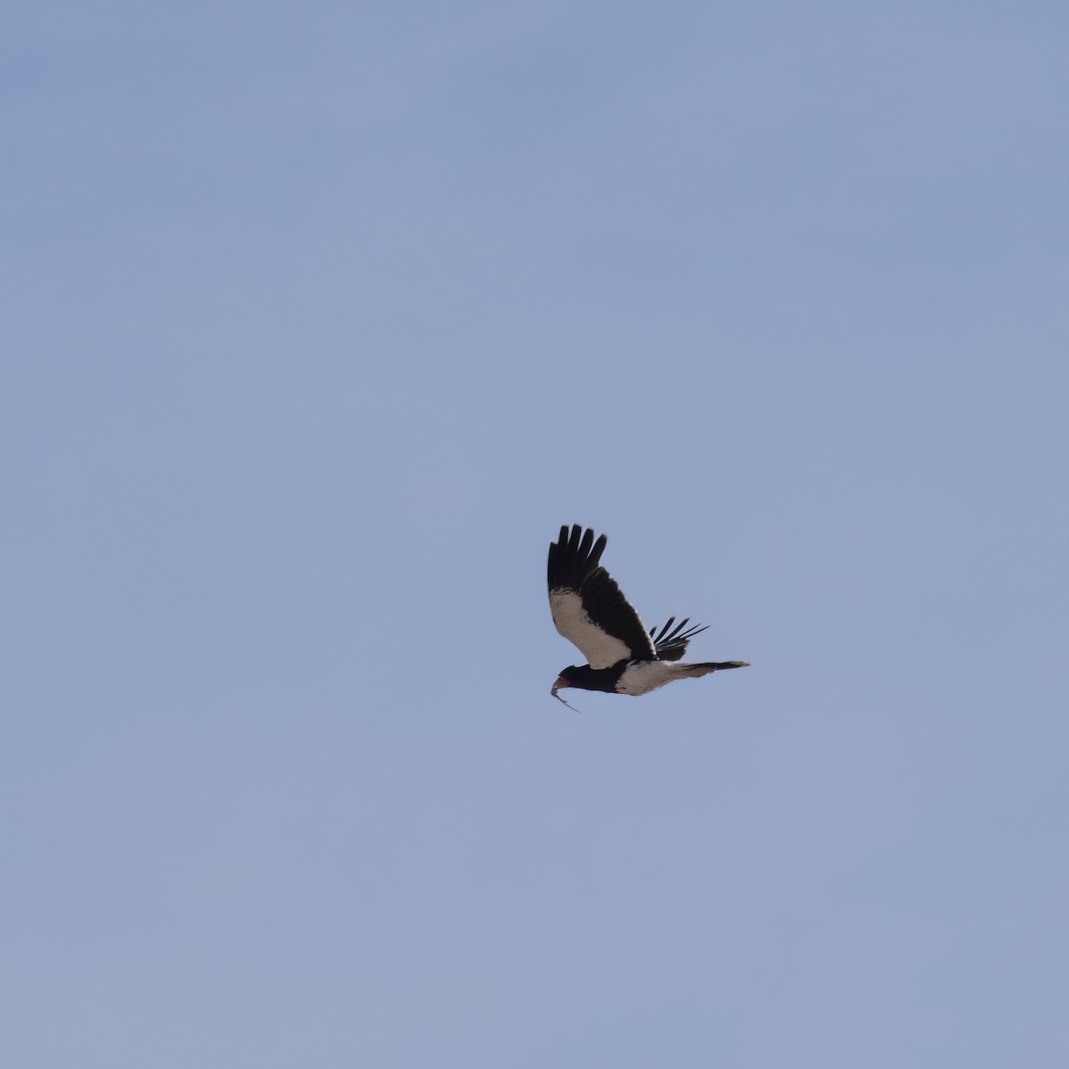 Mountain Caracara - ML645939502