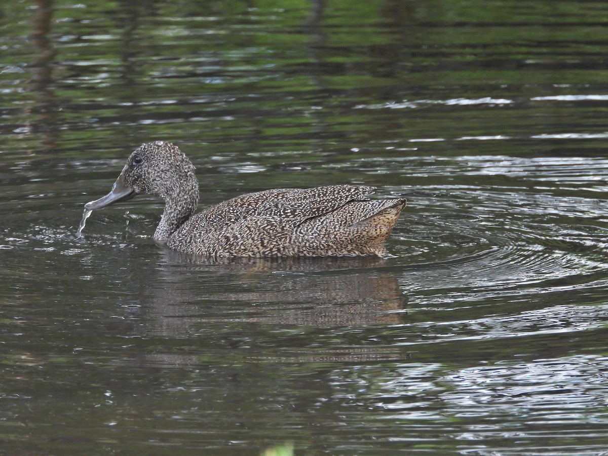 Freckled Duck - ML645939503