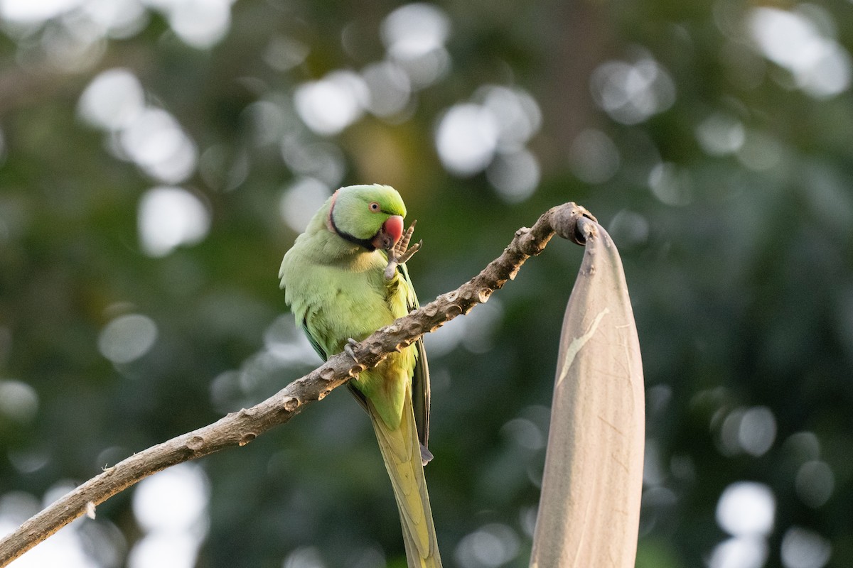 Rose-ringed Parakeet - ML645939505