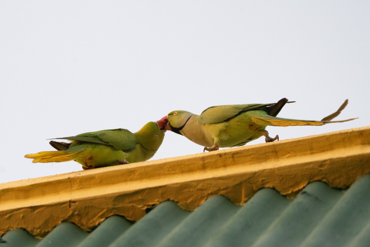 Rose-ringed Parakeet - ML645939506