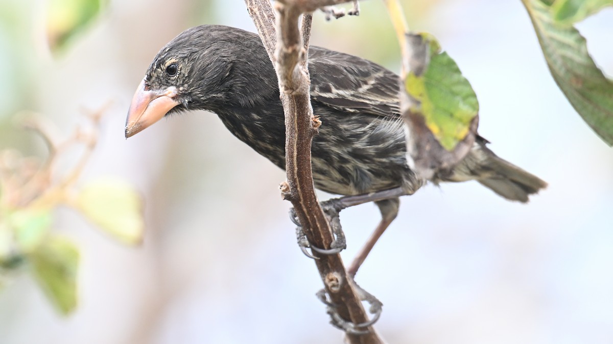 Genovesa Cactus-Finch - ML645939507