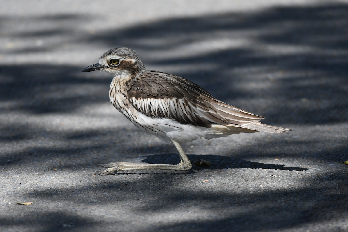 Bush Thick-knee - ML645939508