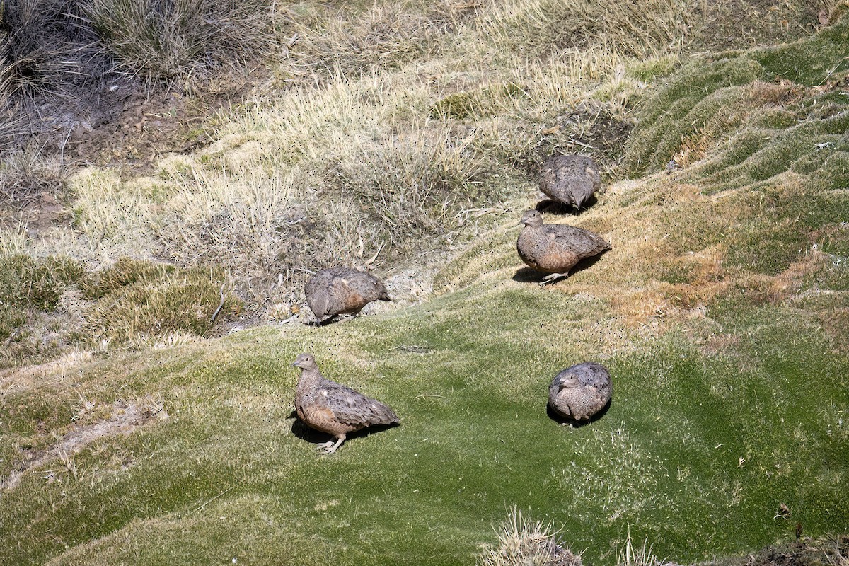 Rufous-bellied Seedsnipe - ML645939510